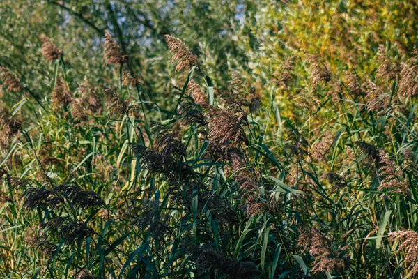 Detailní Záběr Divoké Vodní Rostliny Rostoucí Rybníku Francouzském Venkově Podzim — Stock fotografie