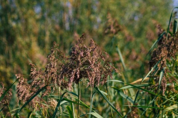 秋天在法国农村池塘里生长的野生水生植物的遮挡 — 图库照片