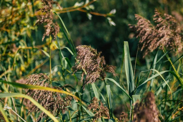Sonbaharda Fransa Nın Kırsal Kesimindeki Bir Gölette Büyüyen Yabani Bitkilerinin — Stok fotoğraf
