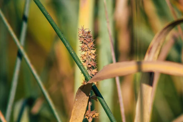 Primer Plano Las Plantas Agua Silvestre Que Crecen Estanque Campo —  Fotos de Stock