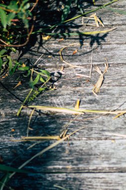 Sonbaharda Fransa 'nın kırsal kesimlerinde bir gölet boyunca uzanan kırsal ahşap bir köprüye yakın.