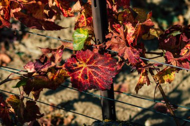 Fransa 'yı 22 Eylül 2020' de Reims kırsalındaki Taittinger Champagne House Vineyard 'a götürüyor. Taittinger, istisnai ürünler yaratma hizmetinde...