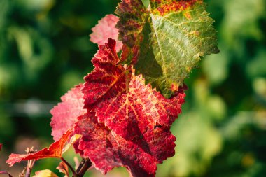 Fransa 'yı 22 Eylül 2020' de Reims kırsalındaki Taittinger Champagne House Vineyard 'a götürüyor. Taittinger, istisnai ürünler yaratma hizmetinde...