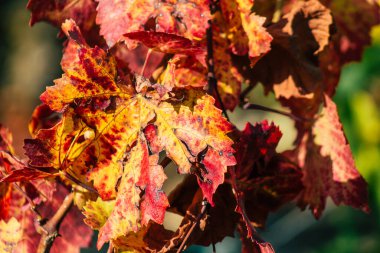 Fransa 'yı 22 Eylül 2020' de Reims kırsalındaki Taittinger Champagne House Vineyard 'a götürüyor. Taittinger, istisnai ürünler yaratma hizmetinde...