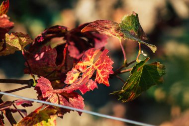 Fransa 'yı 22 Eylül 2020' de Reims kırsalındaki Taittinger Champagne House Vineyard 'a götürüyor. Taittinger, istisnai ürünler yaratma hizmetinde...