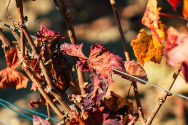 Fransa 'yı 22 Eylül 2020' de Reims kırsalındaki Taittinger Champagne House Vineyard 'a götürüyor. Taittinger, istisnai ürünler yaratma hizmetinde...