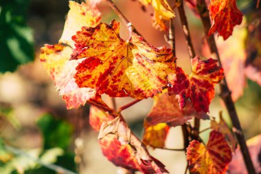 Fransa 'yı 22 Eylül 2020' de Reims kırsalındaki Taittinger Champagne House Vineyard 'a götürüyor. Taittinger, istisnai ürünler yaratma hizmetinde...