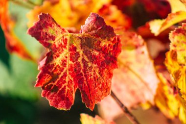 Fransa 'yı 22 Eylül 2020' de Reims kırsalındaki Taittinger Champagne House Vineyard 'a götürüyor. Taittinger, istisnai ürünler yaratma hizmetinde...