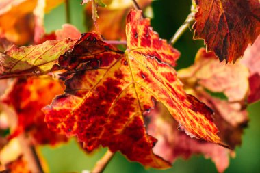 Fransa 'yı 22 Eylül 2020' de Reims kırsalındaki Taittinger Champagne House Vineyard 'a götürüyor. Taittinger, istisnai ürünler yaratma hizmetinde...