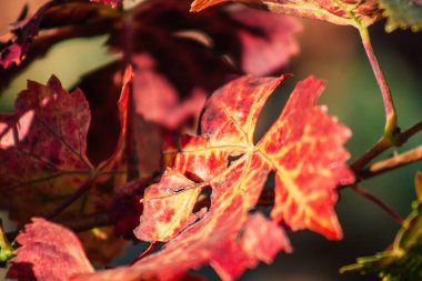 Fransa 'yı 22 Eylül 2020' de Reims kırsalındaki Taittinger Champagne House Vineyard 'a götürüyor. Taittinger, istisnai ürünler yaratma hizmetinde...