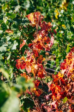 Fransa 'yı 22 Eylül 2020' de Reims kırsalındaki Taittinger Champagne House Vineyard 'a götürüyor. Taittinger, istisnai ürünler yaratma hizmetinde...