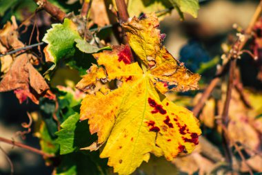 Fransa 'yı 22 Eylül 2020' de Reims kırsalındaki Taittinger Champagne House Vineyard 'a götürüyor. Taittinger, istisnai ürünler yaratma hizmetinde...