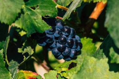 Fransa 'yı 22 Eylül 2020' de Reims kırsalındaki Taittinger Champagne House Vineyard 'a götürüyor. Taittinger, istisnai ürünler yaratma hizmetinde...