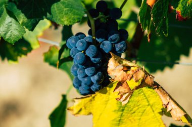 Fransa 'yı 22 Eylül 2020' de Reims kırsalındaki Taittinger Champagne House Vineyard 'a götürüyor. Taittinger, istisnai ürünler yaratma hizmetinde...