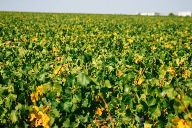Fransa 'yı 22 Eylül 2020' de Reims kırsalındaki Taittinger Champagne House Vineyard 'a götürüyor. Taittinger, istisnai ürünler yaratma hizmetinde...