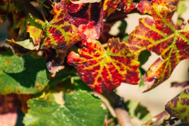 Fransa 'yı 22 Eylül 2020' de Reims kırsalındaki Taittinger Champagne House Vineyard 'a götürüyor. Taittinger, istisnai ürünler yaratma hizmetinde...