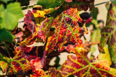 Fransa 'yı 22 Eylül 2020' de Reims kırsalındaki Taittinger Champagne House Vineyard 'a götürüyor. Taittinger, istisnai ürünler yaratma hizmetinde...