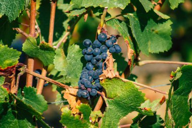 Fransa 'yı 22 Eylül 2020' de Reims kırsalındaki Taittinger Champagne House Vineyard 'a götürüyor. Taittinger, istisnai ürünler yaratma hizmetinde...