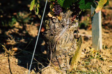 Fransa 'yı 22 Eylül 2020' de Reims kırsalındaki Taittinger Champagne House Vineyard 'a götürüyor. Taittinger, istisnai ürünler yaratma hizmetinde...