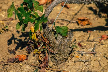 Fransa 'yı 22 Eylül 2020' de Reims kırsalındaki Taittinger Champagne House Vineyard 'a götürüyor. Taittinger, istisnai ürünler yaratma hizmetinde...