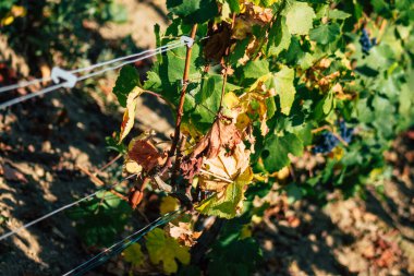 Fransa 'yı 22 Eylül 2020' de Reims kırsalındaki Taittinger Champagne House Vineyard 'a götürüyor. Taittinger, istisnai ürünler yaratma hizmetinde...