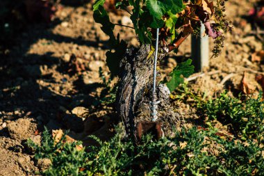 Fransa 'yı 22 Eylül 2020' de Reims kırsalındaki Taittinger Champagne House Vineyard 'a götürüyor. Taittinger, istisnai ürünler yaratma hizmetinde...