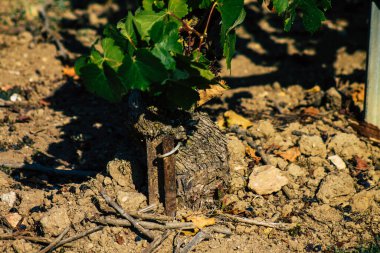 Fransa 'yı 22 Eylül 2020' de Reims kırsalındaki Taittinger Champagne House Vineyard 'a götürüyor. Taittinger, istisnai ürünler yaratma hizmetinde...