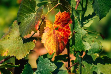 Fransa 'yı 22 Eylül 2020' de Reims kırsalındaki Taittinger Champagne House Vineyard 'a götürüyor. Taittinger, istisnai ürünler yaratma hizmetinde...