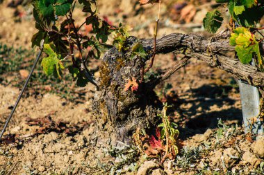 Fransa 'yı 22 Eylül 2020' de Reims kırsalındaki Taittinger Champagne House Vineyard 'a götürüyor. Taittinger, istisnai ürünler yaratma hizmetinde...