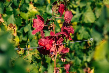 Fransa 'yı 22 Eylül 2020' de Reims kırsalındaki Taittinger Champagne House Vineyard 'a götürüyor. Taittinger, istisnai ürünler yaratma hizmetinde...