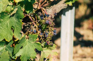 Fransa 'yı 22 Eylül 2020' de Reims kırsalındaki Taittinger Champagne House Vineyard 'a götürüyor. Taittinger, istisnai ürünler yaratma hizmetinde...