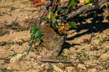 Fransa 'yı 22 Eylül 2020' de Reims kırsalındaki Taittinger Champagne House Vineyard 'a götürüyor. Taittinger, istisnai ürünler yaratma hizmetinde...