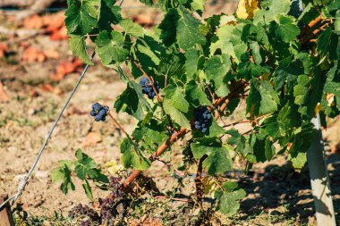 Fransa 'yı 22 Eylül 2020' de Reims kırsalındaki Taittinger Champagne House Vineyard 'a götürüyor. Taittinger, istisnai ürünler yaratma hizmetinde...