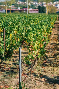 Fransa 'yı 22 Eylül 2020' de Reims kırsalındaki Taittinger Champagne House Vineyard 'a götürüyor. Taittinger, istisnai ürünler yaratma hizmetinde...