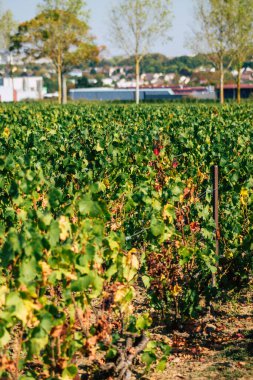 Fransa 'yı 22 Eylül 2020' de Reims kırsalındaki Taittinger Champagne House Vineyard 'a götürüyor. Taittinger, istisnai ürünler yaratma hizmetinde...