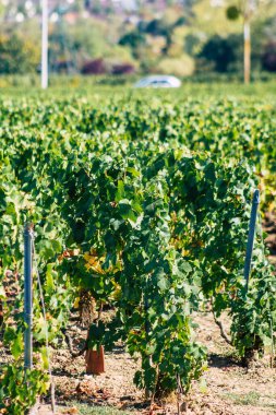 Fransa 'yı 22 Eylül 2020' de Reims kırsalındaki Taittinger Champagne House Vineyard 'a götürüyor. Taittinger, istisnai ürünler yaratma hizmetinde...