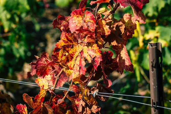 Fransa 'yı 22 Eylül 2020' de Reims kırsalındaki Taittinger Champagne House Vineyard 'a götürüyor. Taittinger, istisnai ürünler yaratma hizmetinde...