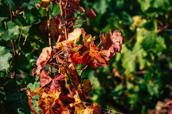 Fransa 'yı 22 Eylül 2020' de Reims kırsalındaki Taittinger Champagne House Vineyard 'a götürüyor. Taittinger, istisnai ürünler yaratma hizmetinde...