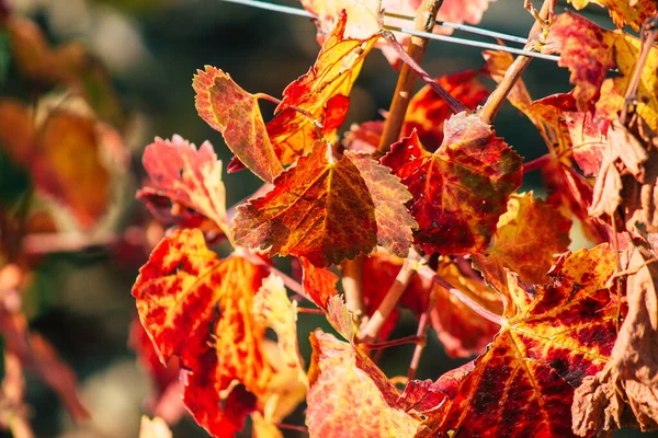 Fransa 'yı 22 Eylül 2020' de Reims kırsalındaki Taittinger Champagne House Vineyard 'a götürüyor. Taittinger, istisnai ürünler yaratma hizmetinde...