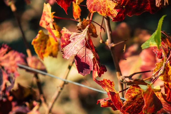 Fransa 'yı 22 Eylül 2020' de Reims kırsalındaki Taittinger Champagne House Vineyard 'a götürüyor. Taittinger, istisnai ürünler yaratma hizmetinde...