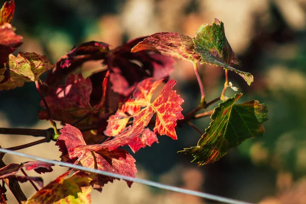 Fransa 'yı 22 Eylül 2020' de Reims kırsalındaki Taittinger Champagne House Vineyard 'a götürüyor. Taittinger, istisnai ürünler yaratma hizmetinde...