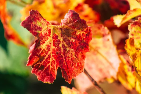 Fransa 'yı 22 Eylül 2020' de Reims kırsalındaki Taittinger Champagne House Vineyard 'a götürüyor. Taittinger, istisnai ürünler yaratma hizmetinde...