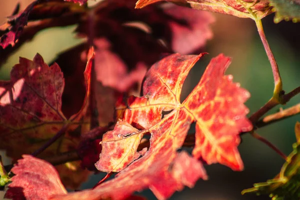 Fransa 'yı 22 Eylül 2020' de Reims kırsalındaki Taittinger Champagne House Vineyard 'a götürüyor. Taittinger, istisnai ürünler yaratma hizmetinde...