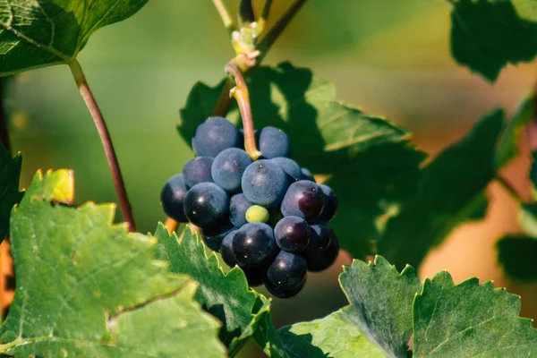 Reims Francia Settembre 2020 Veduta Del Vigneto Taittinger Champagne House — Foto Stock