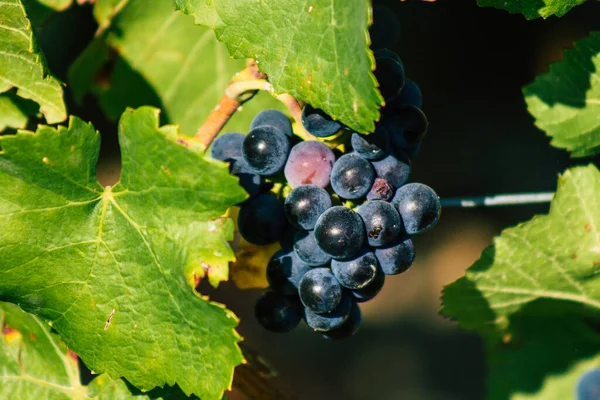 Reims Francia Settembre 2020 Veduta Del Vigneto Taittinger Champagne House — Foto Stock