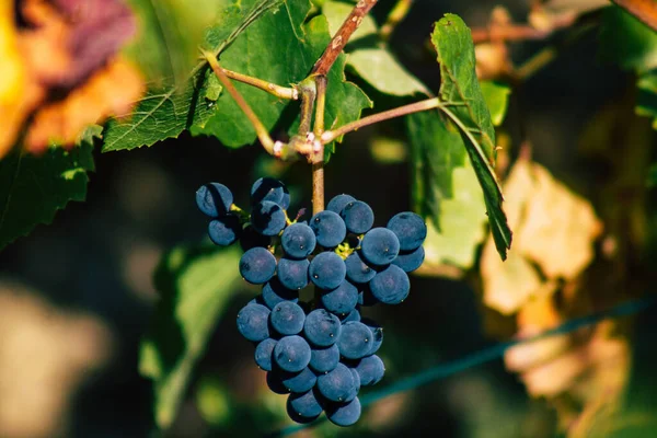 Reims Francia Settembre 2020 Veduta Del Vigneto Taittinger Champagne House — Foto Stock