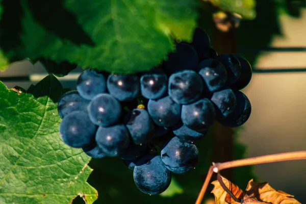 Fransa 'yı 22 Eylül 2020' de Reims kırsalındaki Taittinger Champagne House Vineyard 'a götürüyor. Taittinger, istisnai ürünler yaratma hizmetinde...