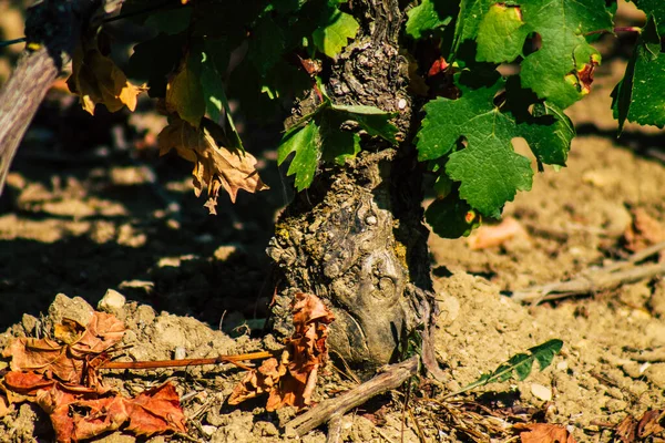Fransa 'yı 22 Eylül 2020' de Reims kırsalındaki Taittinger Champagne House Vineyard 'a götürüyor. Taittinger, istisnai ürünler yaratma hizmetinde...