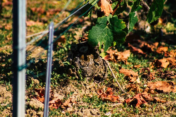 Reims Frankrijk September 2020 Uitzicht Taittinger Champagne Huis Wijngaard Het — Stockfoto