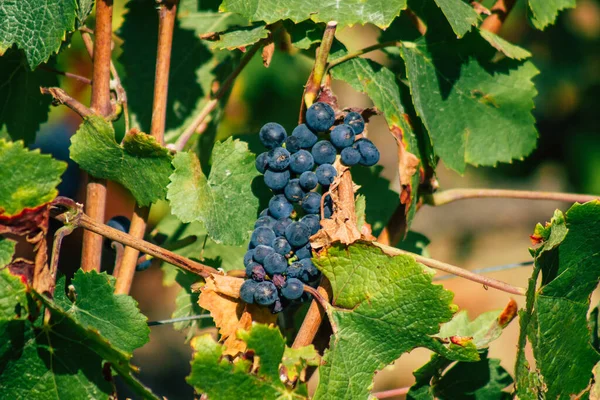 Fransa 'yı 22 Eylül 2020' de Reims kırsalındaki Taittinger Champagne House Vineyard 'a götürüyor. Taittinger, istisnai ürünler yaratma hizmetinde...